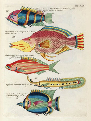 Louis Renard - Poissons ecrevisses et crabes de diverses couleurs et figures extraordinaires Pl060.webp
