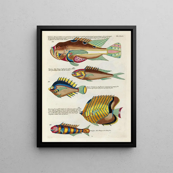 Louis Renard - Poissons ecrevisses et crabes de diverses couleurs et figures extraordinaires Pl063.webp