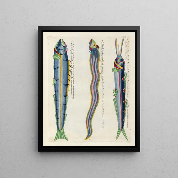 Louis Renard - Poissons ecrevisses et crabes de diverses couleurs et figures extraordinaires Pl083.webp