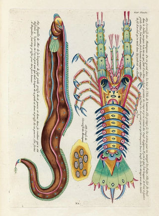 Louis Renard - Poissons ecrevisses et crabes de diverses couleurs et figures extraordinaires Pl088.webp