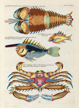 Louis Renard - Poissons ecrevisses et crabes de diverses couleurs et figures extraordinaires Pl090.webp