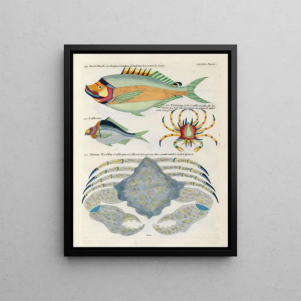 Louis Renard - Poissons ecrevisses et crabes de diverses couleurs et figures extraordinaires Pl091.webp