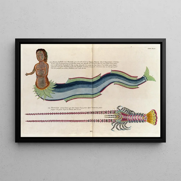 Louis Renard - Poissons ecrevisses et crabes de diverses couleurs et figures extraordinaires Pl100.webp