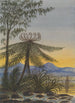 Vue près d'Auckland Soir Arbres et Fougères - Lt Gen Charles Emilius Gold — vista dell’opera
