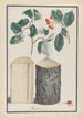 Études des feuilles, fleurs, fruits et tronc d'un alisier Sorbus sous-genre Aria - Ludwig Pfleger — vista dell’opera