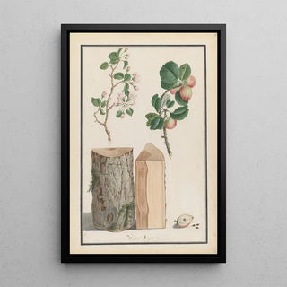 Ludwig Pfleger - Studies of the trunk blossoms and fruit of a wild apple tree Malus sylvestris.webp