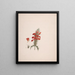 Acanthus sennii Chiov. - Luigi Balugani — quadro incorniciato alla parete