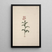 Canna bidentata Bertol - Luigi Balugani — quadro incorniciato alla parete