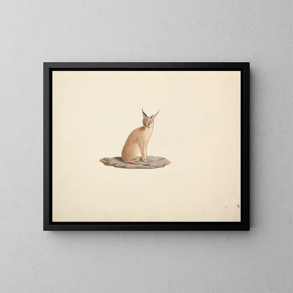 Caracal caracal - Luigi Balugani — quadro incorniciato alla parete