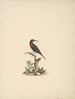 Chalcomitra senegalensis - Luigi Balugani — vista dell’opera