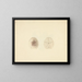 Clypéasteroïdes - Luigi Balugani — quadro incorniciato alla parete