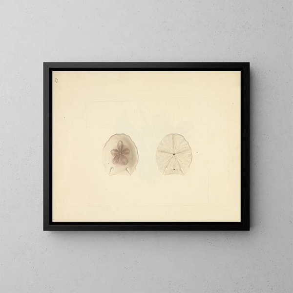 Clypéasteroïdes - Luigi Balugani — quadro incorniciato alla parete