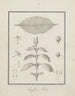 Coffea arabica L. - Luigi Balugani — vista dell’opera