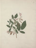 Desmodium - Luigi Balugani — vista dell’opera