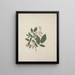 Desmodium - Luigi Balugani — quadro incorniciato alla parete