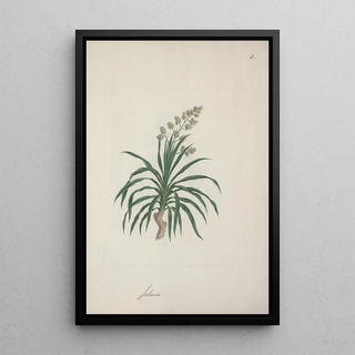 Luigi Balugani - Dracaena steudneri Engl Dragon Tree 2.webp