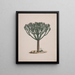 Euphorbia abyssinica J. F. Gmel. - Luigi Balugani — quadro incorniciato alla parete