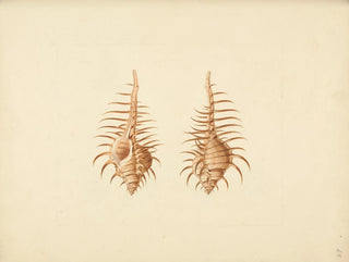 Murex pecten - Luigi Balugani — vista dell’opera