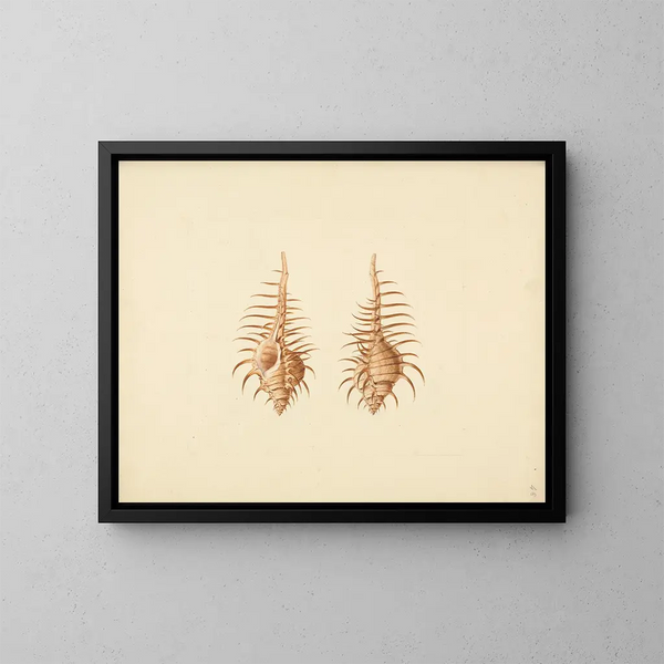 Murex pecten - Luigi Balugani — quadro incorniciato alla parete