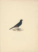 Onychognathus albirostris - Luigi Balugani — vista dell’opera