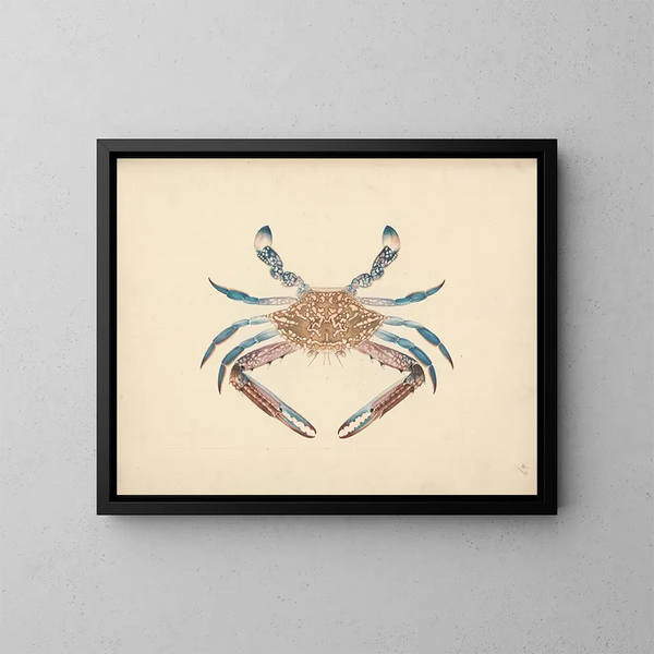 Portunus pelagicus - Luigi Balugani — quadro incorniciato alla parete