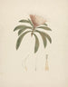 Protea gaguedi J. F. Gmel. - Luigi Balugani — vista dell’opera