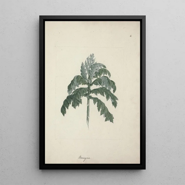 Luigi Balugani - Senecio gigas Vatke.webp