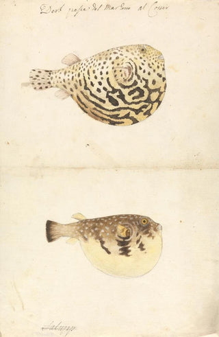 Luigi Balugani - Two Blowfish.webp