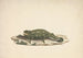 Caméléon non identificato - Luigi Balugani — vista dell’opera