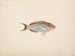 Pesce non identificato - Luigi Balugani — vista dell’opera