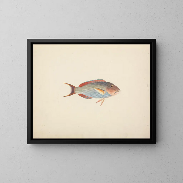 Pesce non identificato - Luigi Balugani — quadro incorniciato alla parete