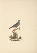 Oiseau senza titolo - Luigi Balugani — vista dell’opera