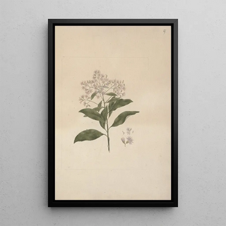 Luigi Balugani - Vernonia amygdalina Del.webp