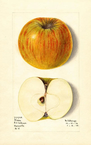 M Strange - Malus domestica Swan.webp