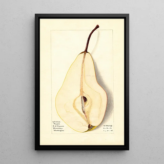 M Strange - Pyrus communis Pound.webp