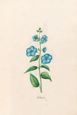 Magdelena Rosina Funck - Blattaria.webp