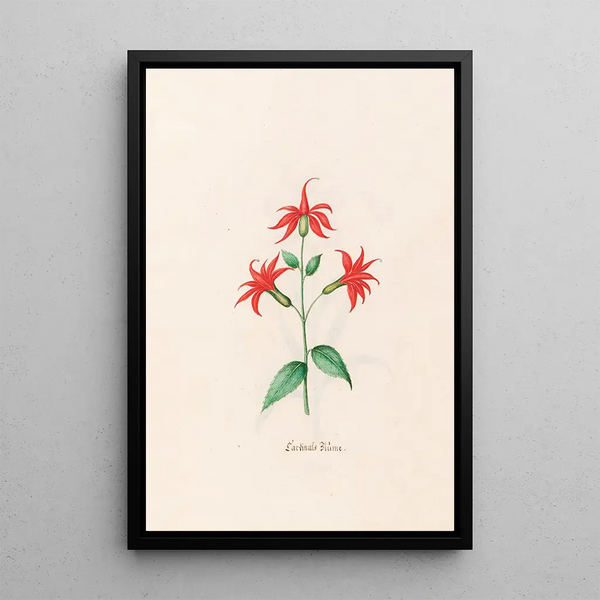 Magdelena Rosina Funck - Cardinals Blme.webp