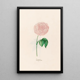 Magdelena Rosina Funck - Centifolim.webp