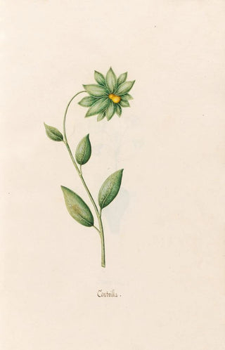 Magdelena Rosina Funck - Contrilla.webp