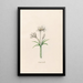 Crocus vernus - Magdalena Rosina Funck — quadro incorniciato alla parete