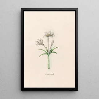 Magdelena Rosina Funck - Crocus Verns.webp