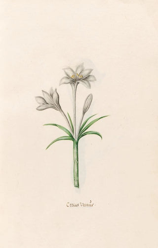 Magdelena Rosina Funck - Crocus Verns.webp