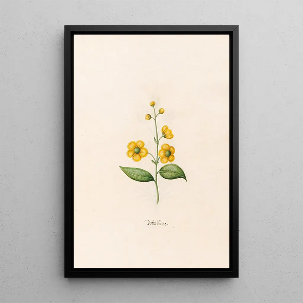 Magdelena Rosina Funck - Dotter blme.webp