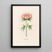 Pivoine semplice - Magdalena Rosina Funck — quadro incorniciato alla parete