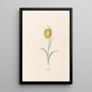 Magdelena Rosina Funck - Frittilari Fritillaria.webp