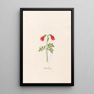 Magdelena Rosina Funck - Indian Bon.webp