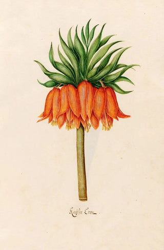 Magdelena Rosina Funck - Kaser Kron.webp