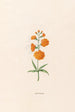 Leucojum - Magdalena Rosina Funck — vista dell’opera