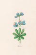 Lupins - Magdalena Rosina Funck — vista dell’opera