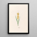 Muscari - Magdalena Rosina Funck — quadro incorniciato alla parete